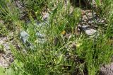 Vicia grandiflora