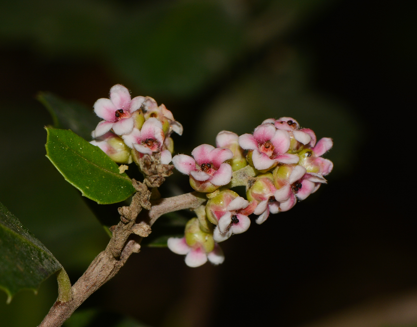 Изображение особи Rhus integrifolia.