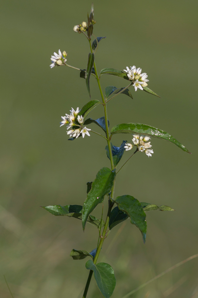 Image of Vincetoxicum hirundinaria specimen.