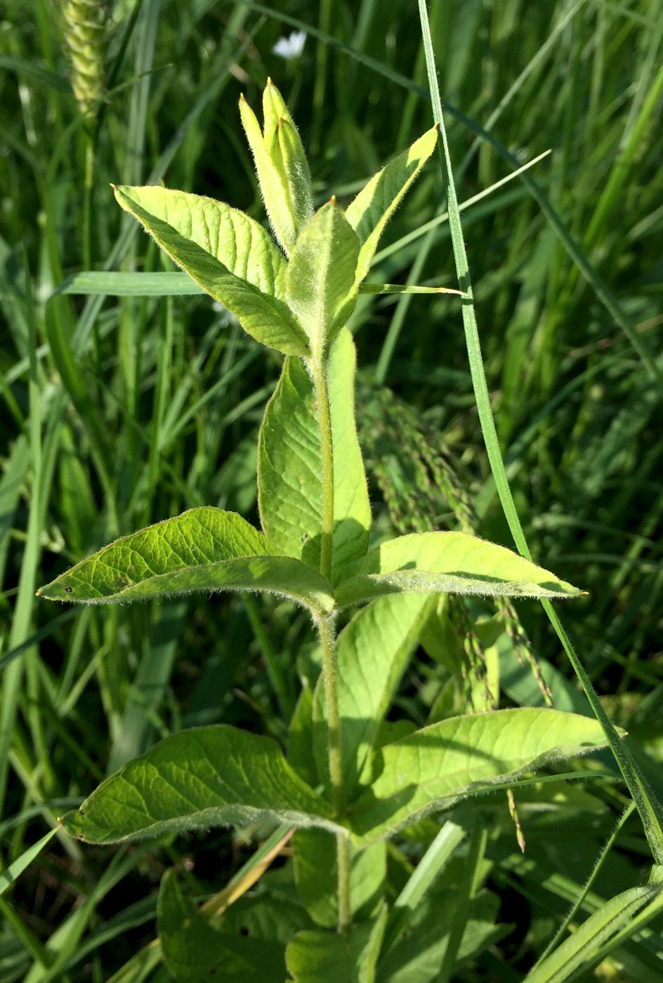 Изображение особи Lysimachia vulgaris.