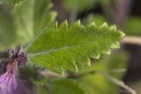 Teucrium chamaedrys