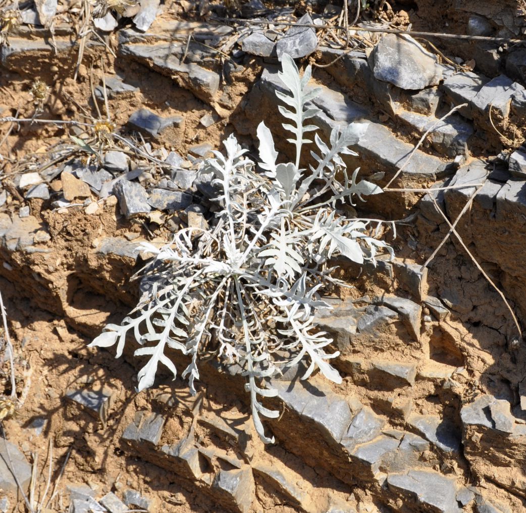 Image of Centaurea incompleta specimen.