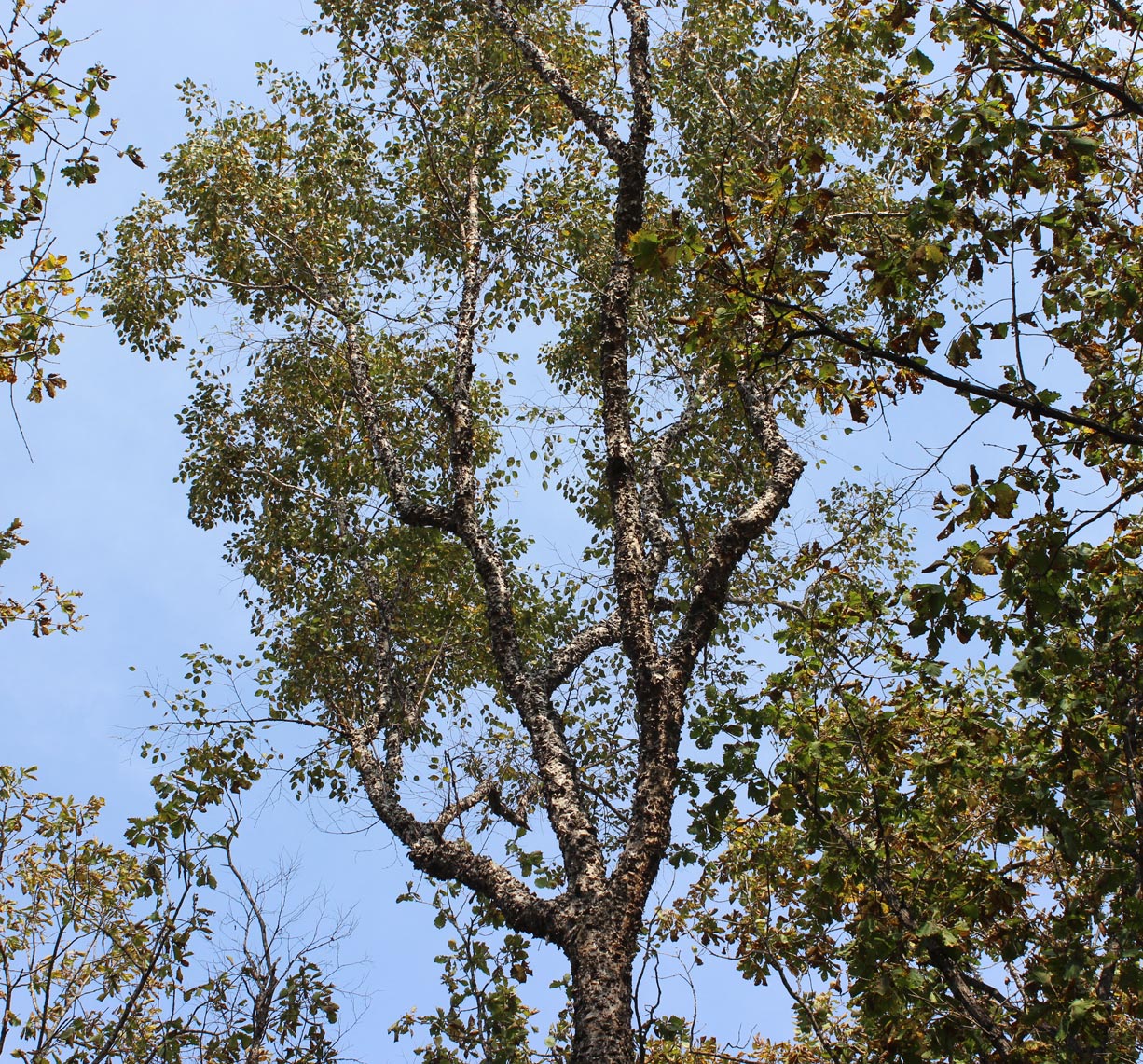 Изображение особи Betula dauurica.