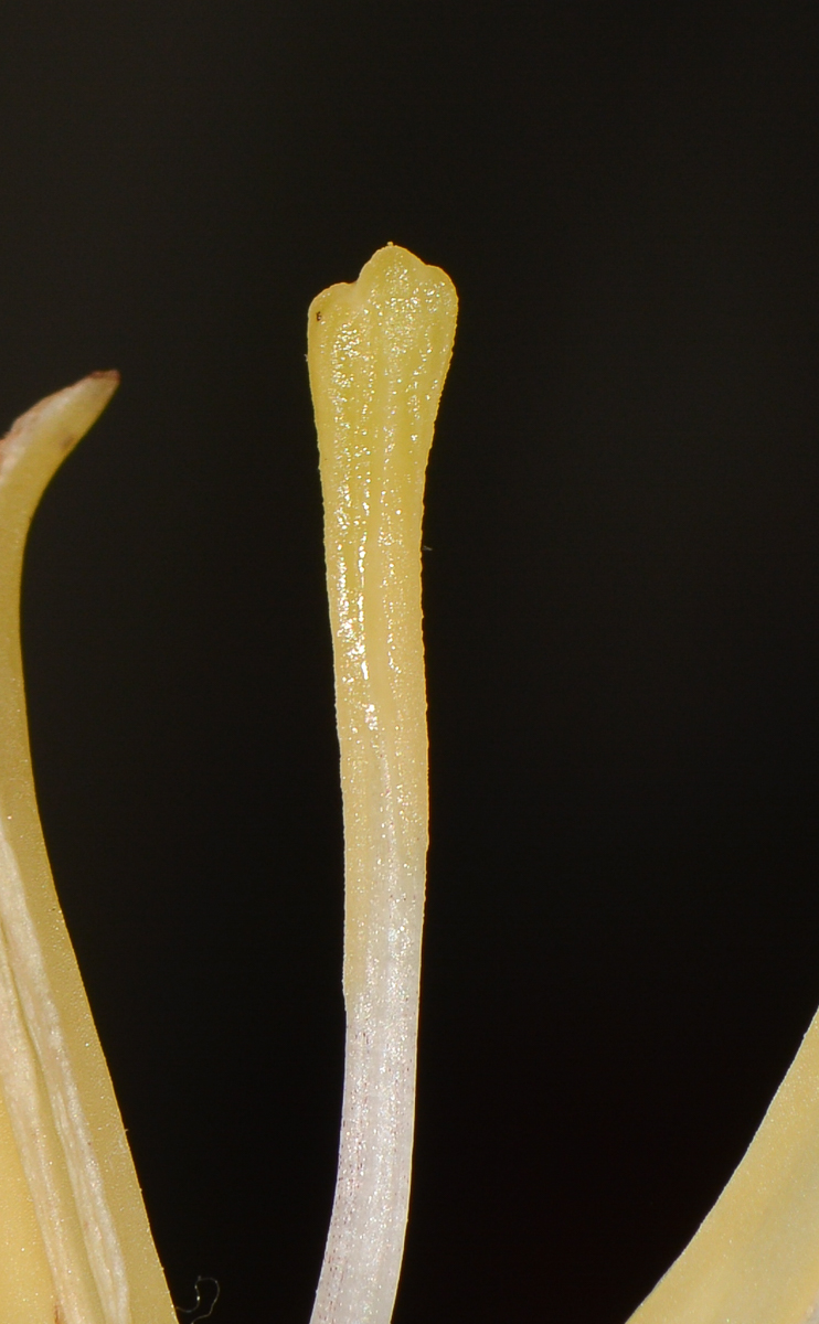 Изображение особи Musa acuminata.