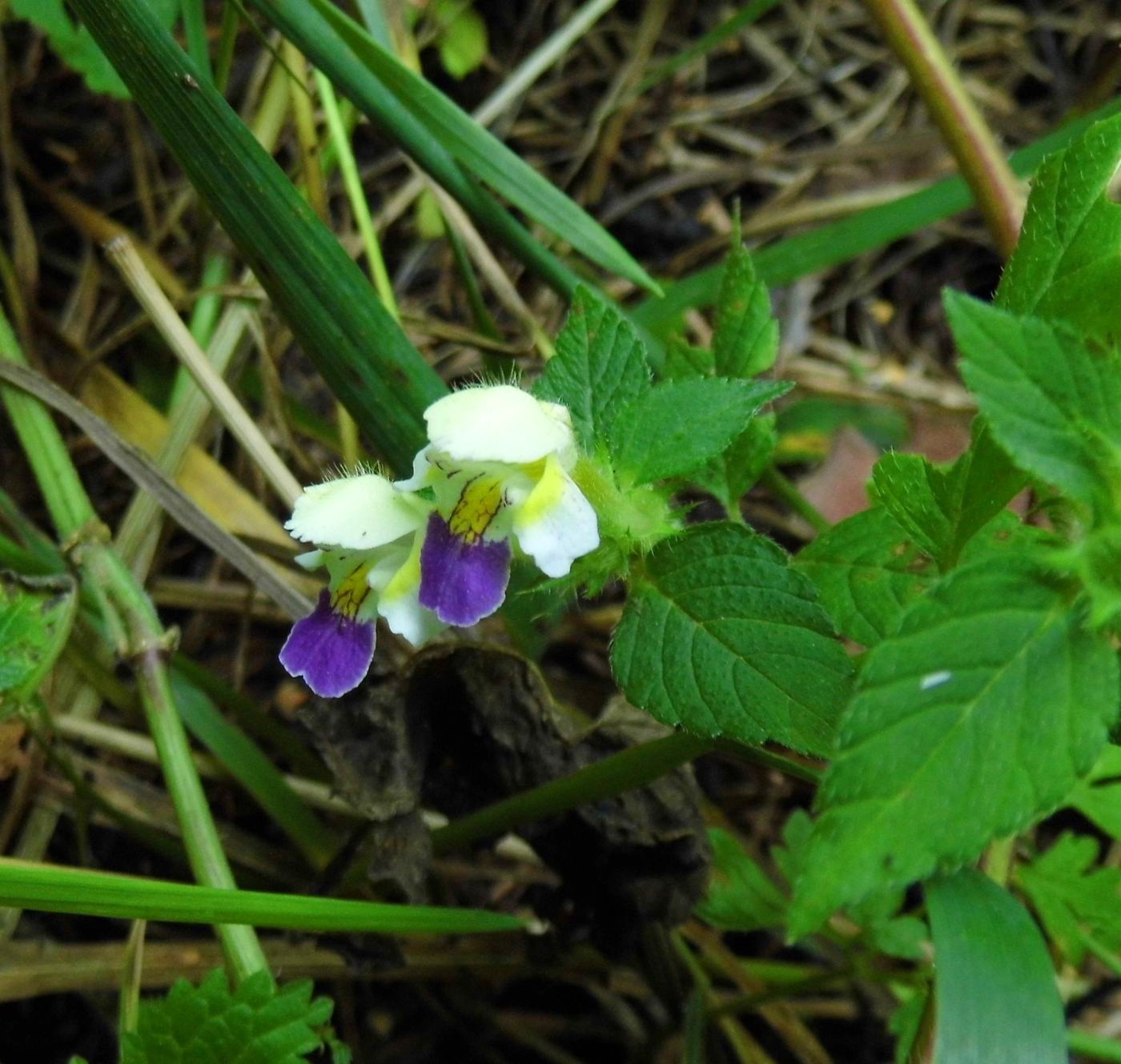 Image of Galeopsis speciosa specimen.