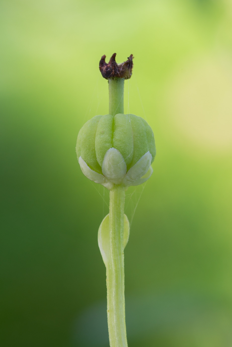 Image of Moneses uniflora specimen.