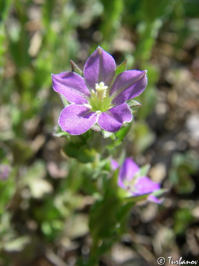 Изображение особи Legousia hybrida.