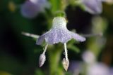 Veronica officinalis. Цветок в росе. Московская обл., Талдомский р-н, зарастающая просека. 11.07.2017.
