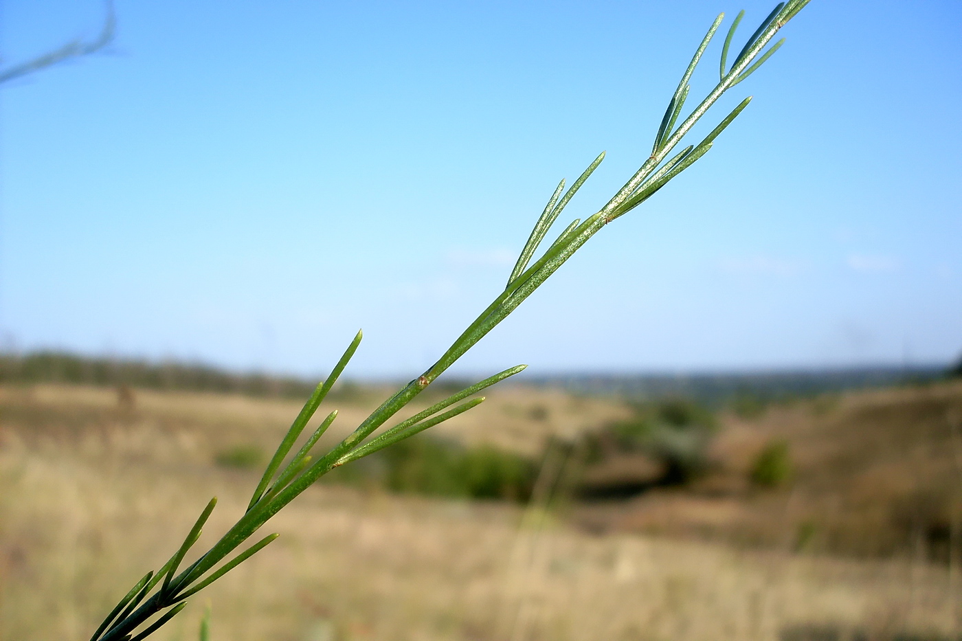 Image of Asparagus officinalis specimen.