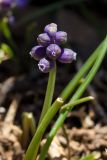 Muscari neglectum. Соцветие и листья с объеденными верхушками. Греция, о-в Крит, ном Ханья (Νομός Χανίων), дим Сфакион (Δήμος Σφακίων), горный массив Лефка Ори (Λευκά Όρη), 1650 м н.у.м., каменистая россыпь. 21 июня 2017 г.