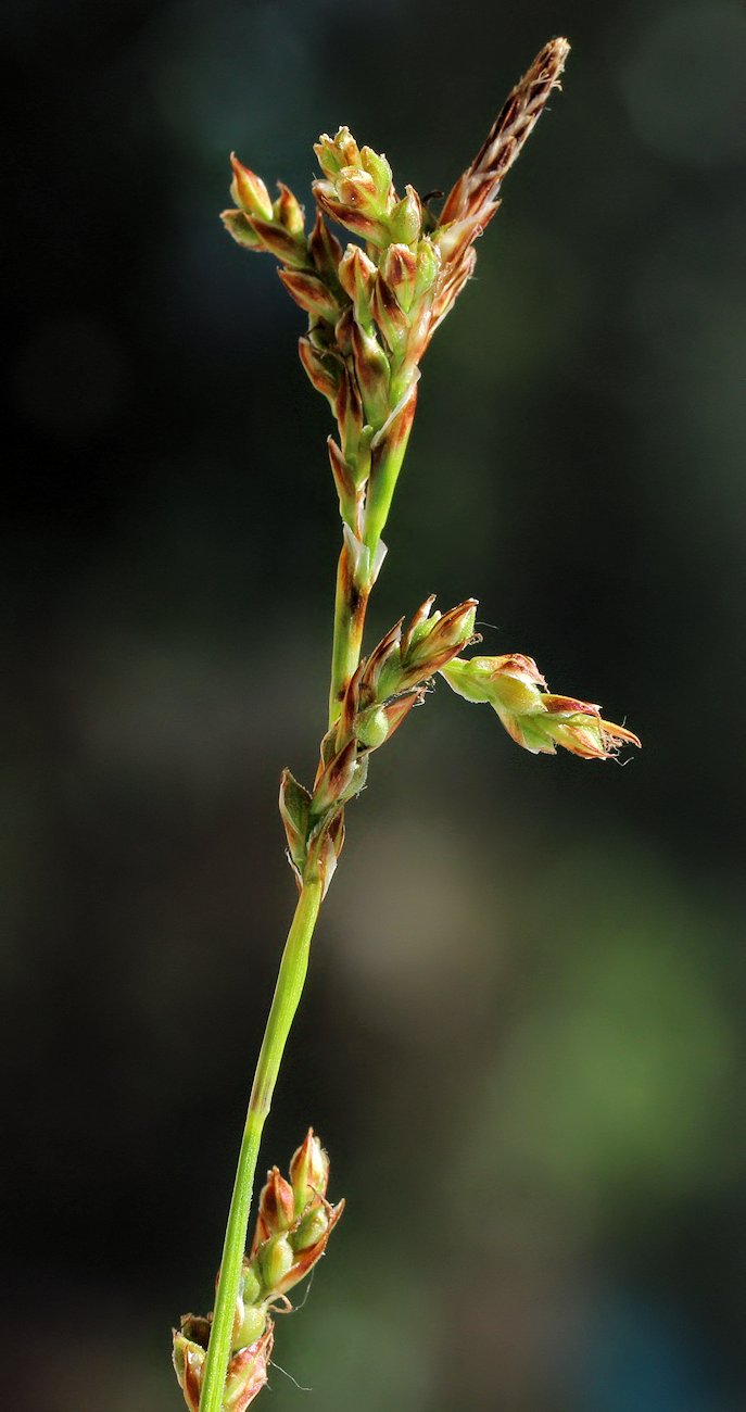 Image of Carex reventa specimen.