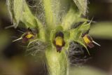 Sideritis montana