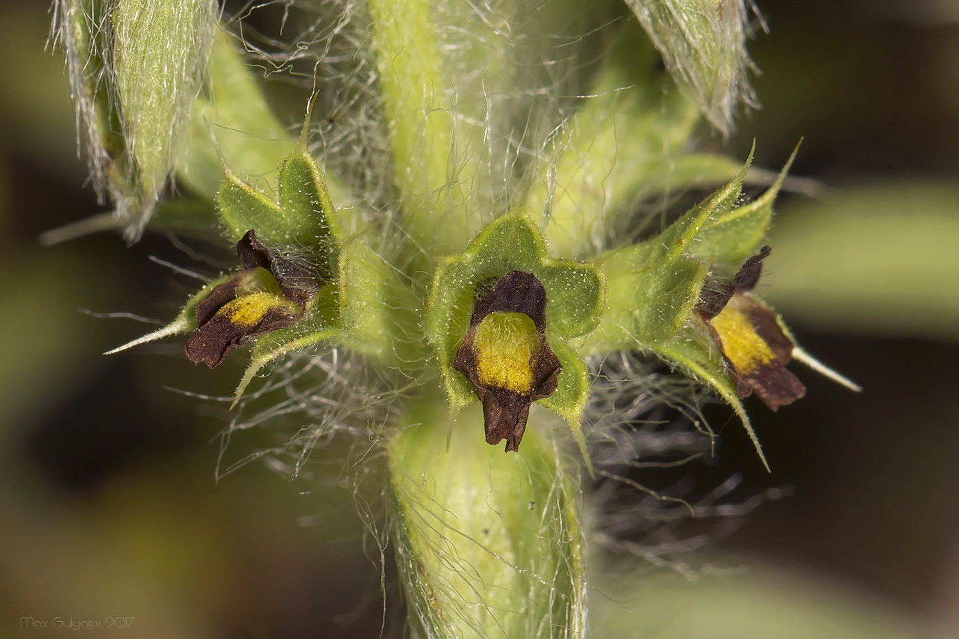 Image of Sideritis montana specimen.