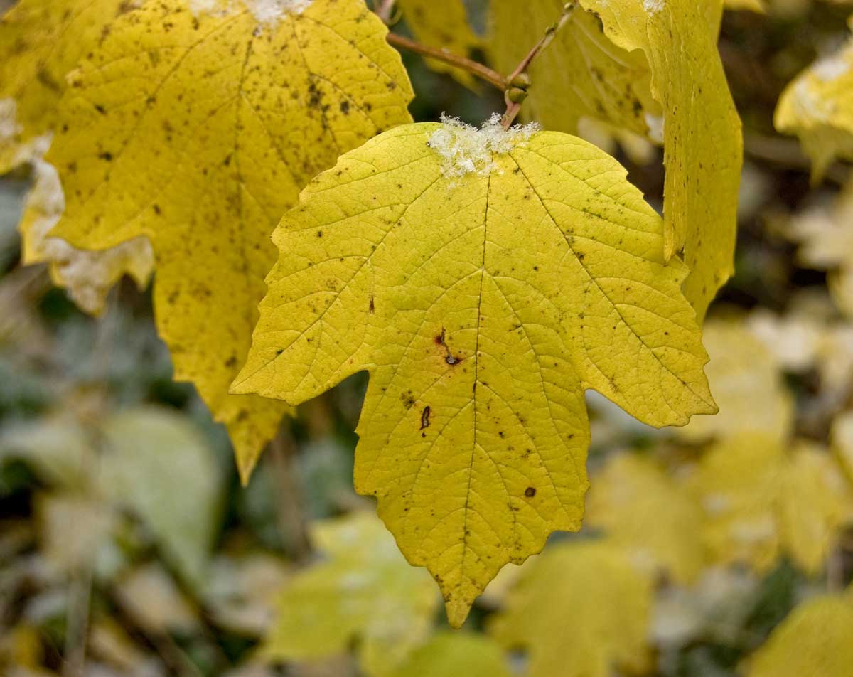 Image of Viburnum opulus f. roseum specimen.