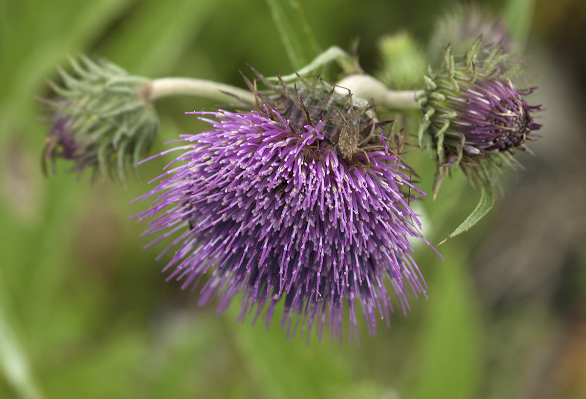 Image of Cirsium kamtschaticum specimen.