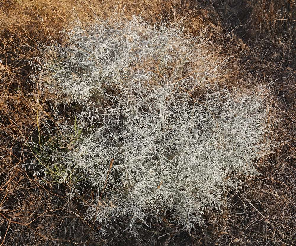 Image of Artemisia santonicum specimen.