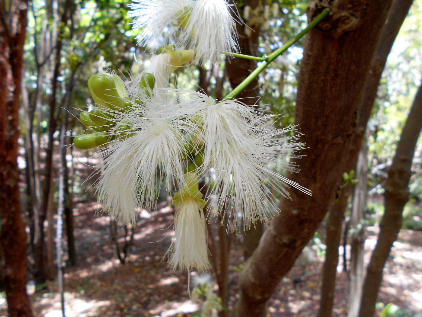 Image of Archidendron vaillantii specimen.