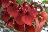 Erythrina crista-galli