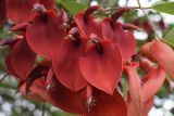 Erythrina crista-galli. Цветки. Испания, автономное сообщество Каталония, г. Барселона, парк Цитадели (Parc de la Ciutadella), в культуре. 29.08.2017.