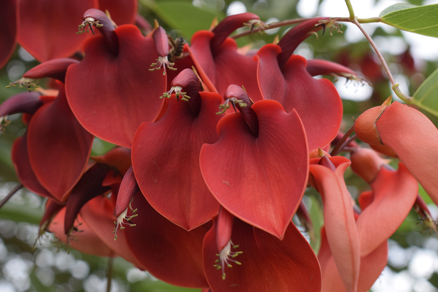 Изображение особи Erythrina crista-galli.