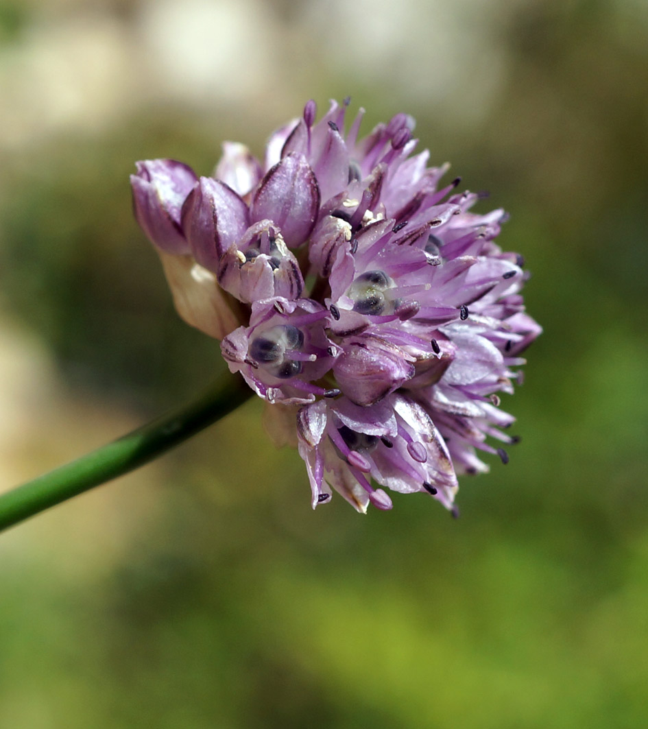 Image of Allium strictum specimen.