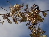 Sorbus eburnea