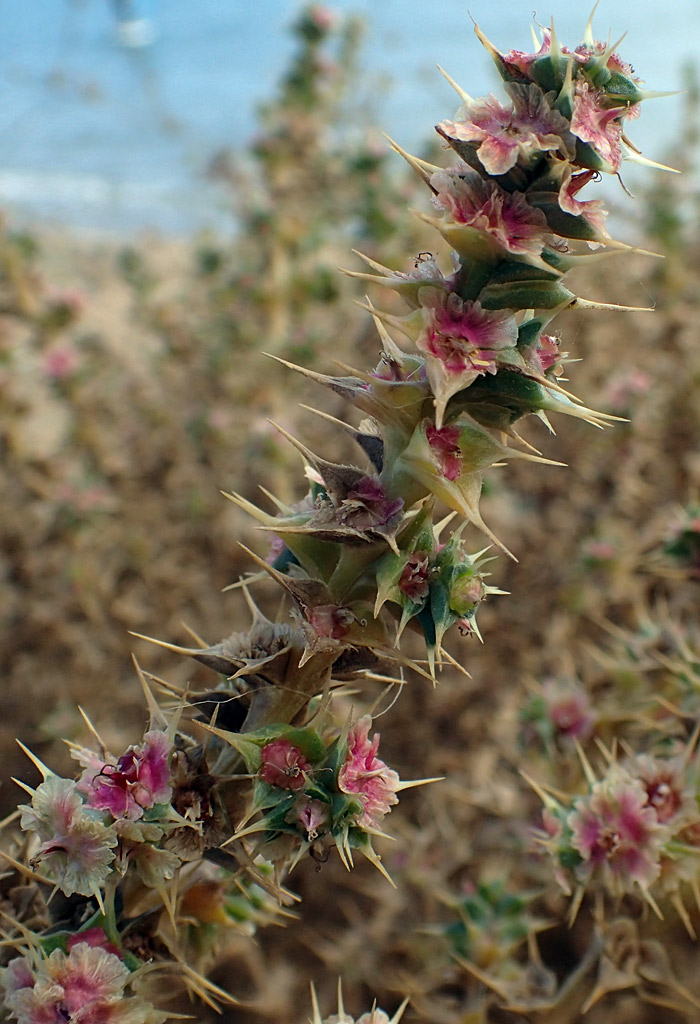 Изображение особи Salsola pontica.