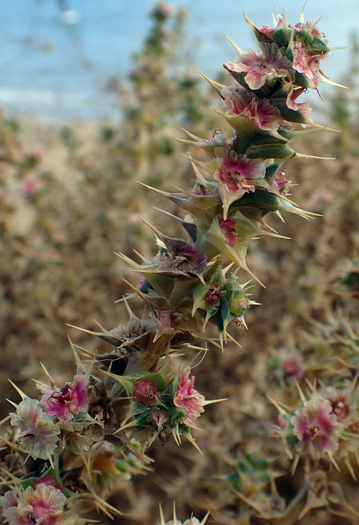 Image of Salsola pontica specimen.