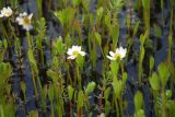 Ranunculus pallasii. Цветущие растения в сообществе с Hippuris. Чукотка, побережье бухты Провидения. 15.07.2011.