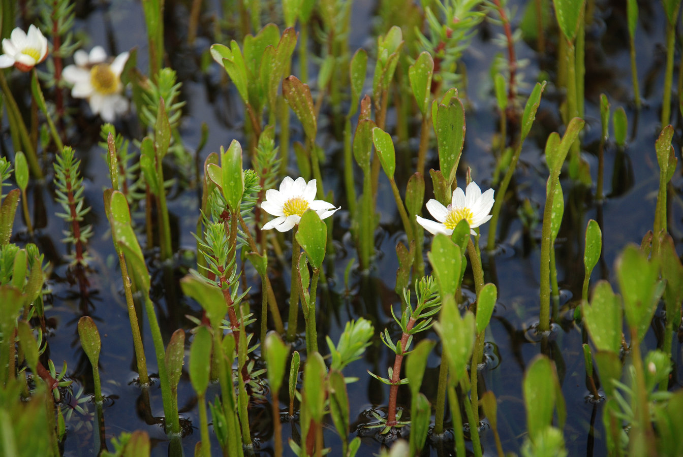 Image of Ranunculus pallasii specimen.