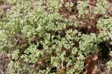 Scleranthus perennis