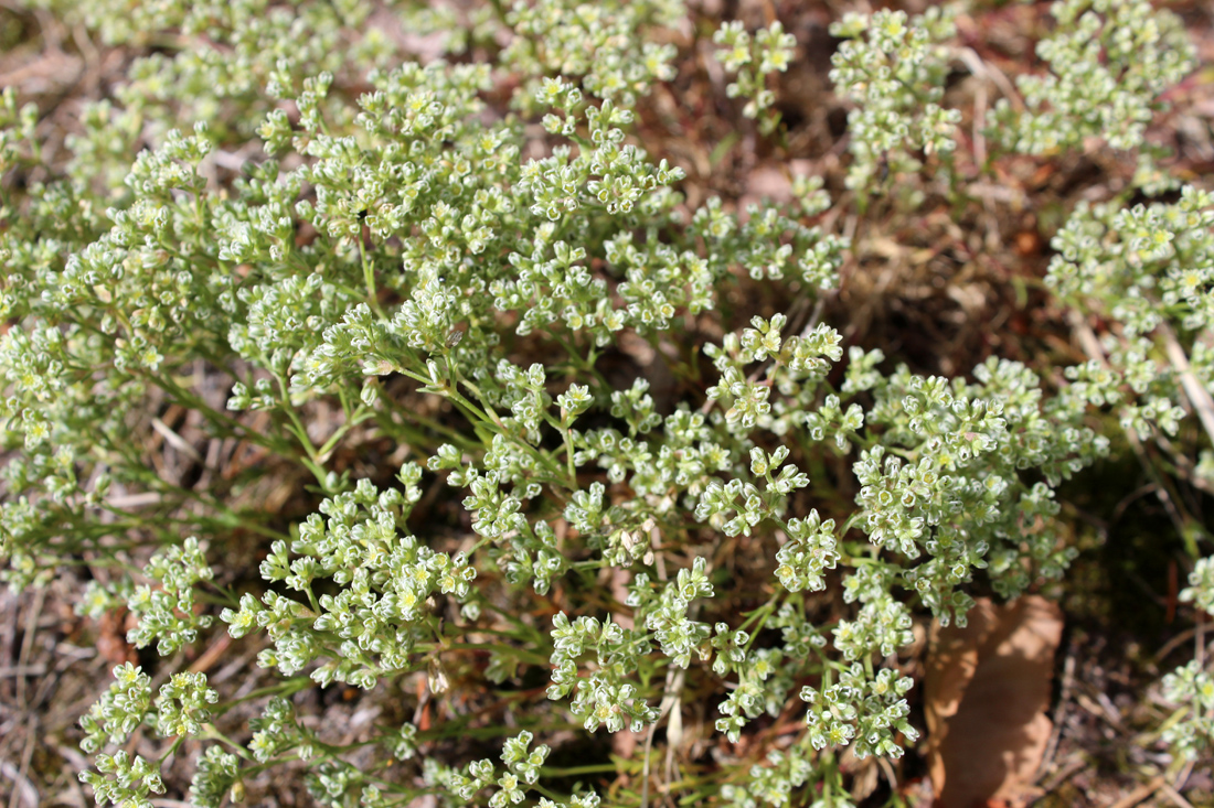 Изображение особи Scleranthus perennis.