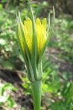 Tragopogon dubius. Соцветие (вид со стороны обёртки). Крым, Байдарская долина. 7 мая 2010 г.