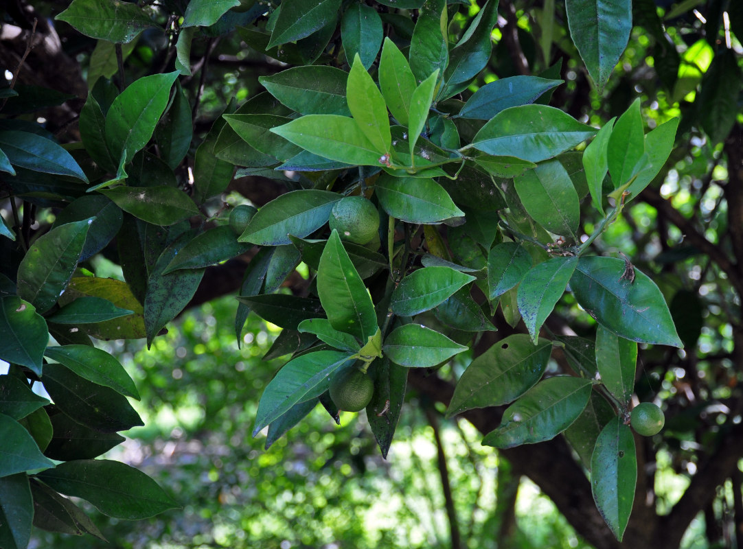 Image of Citrus unshiu specimen.