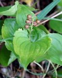 Maianthemum dilatatum