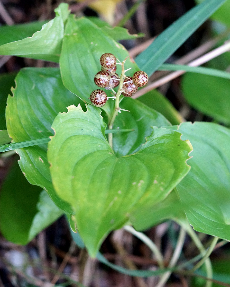 Image of Maianthemum dilatatum specimen.