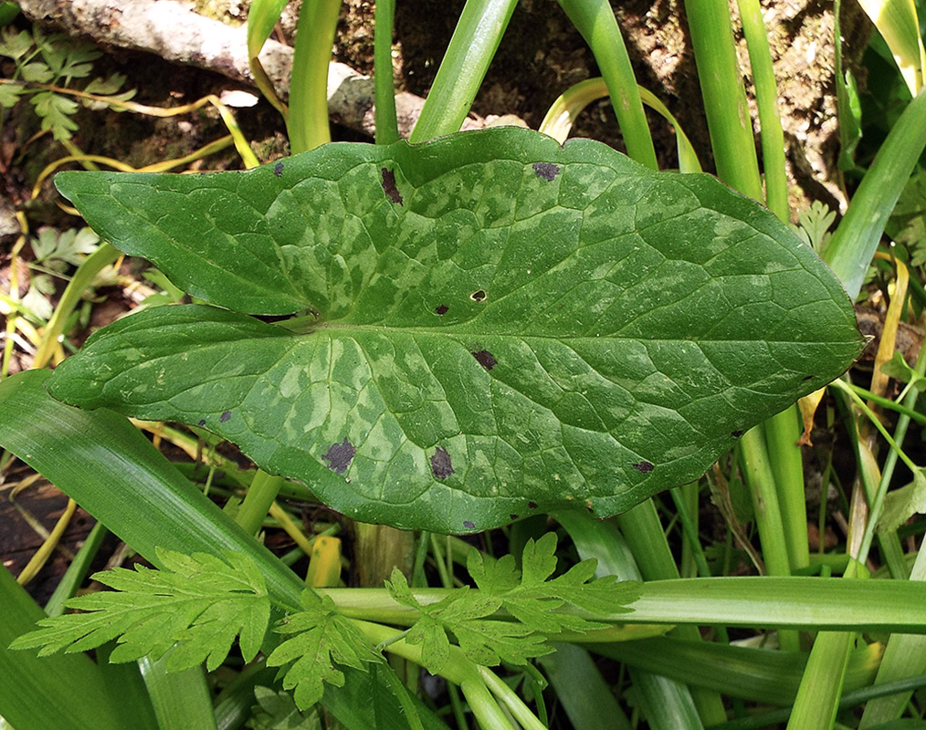 Image of Arum maculatum specimen.