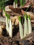 Crocus ancyrensis