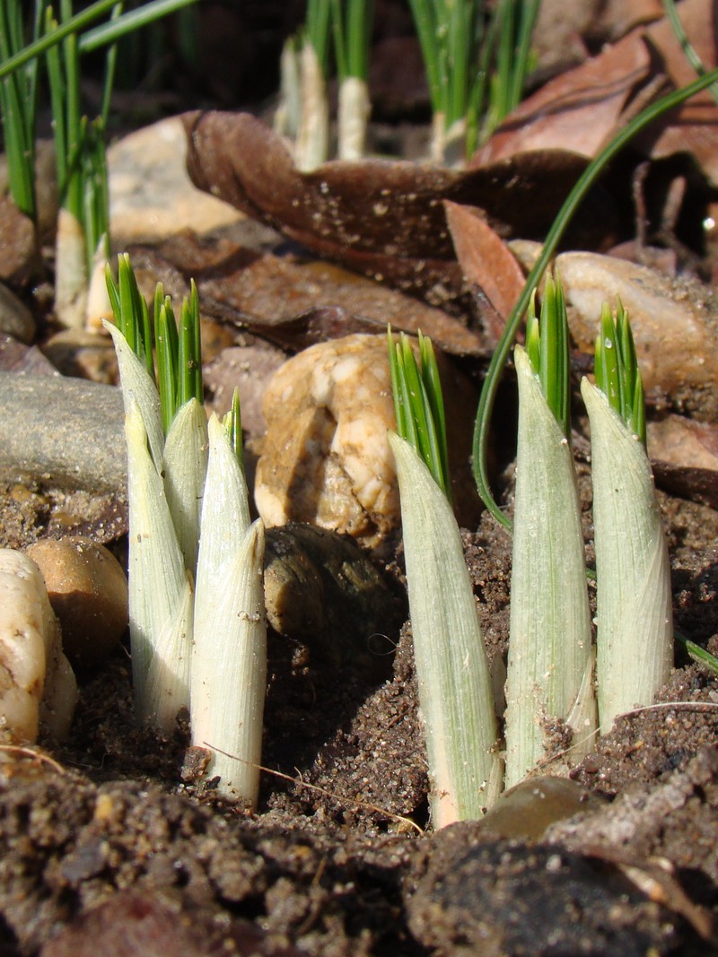 Image of Crocus ancyrensis specimen.