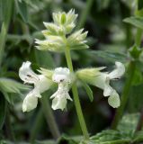 Stachys pubescens