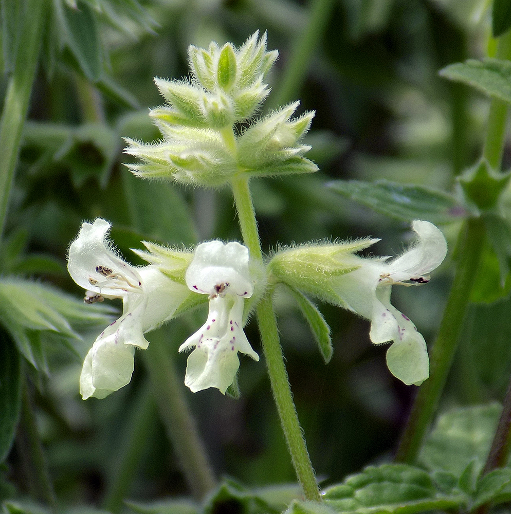Image of Stachys pubescens specimen.