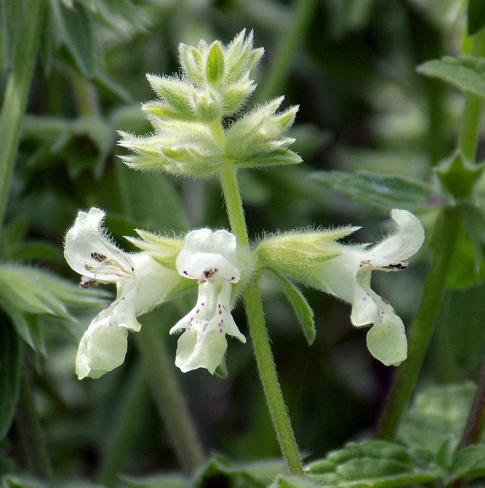 Изображение особи Stachys pubescens.