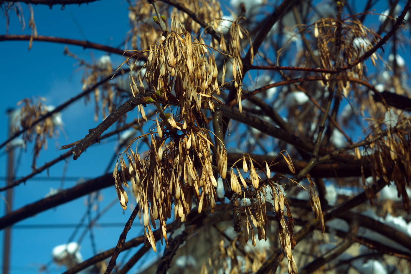 Image of Fraxinus pennsylvanica specimen.