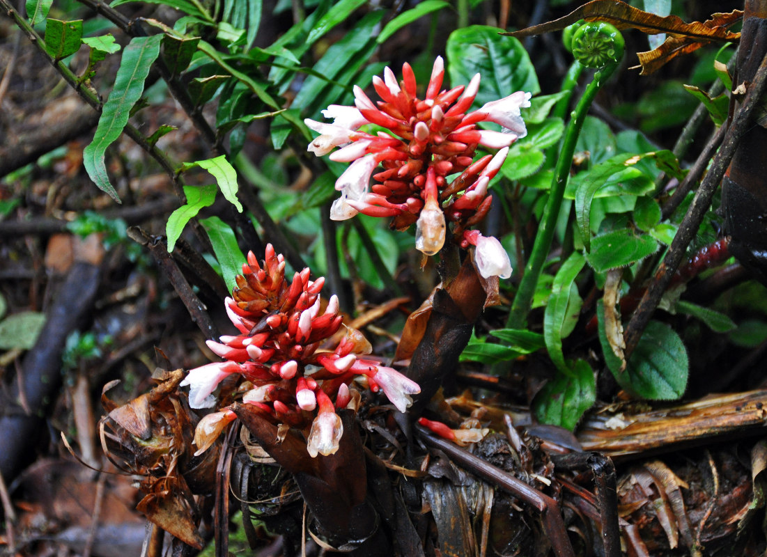 Image of Geostachys megaphylla specimen.
