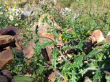 Senecio vulgaris