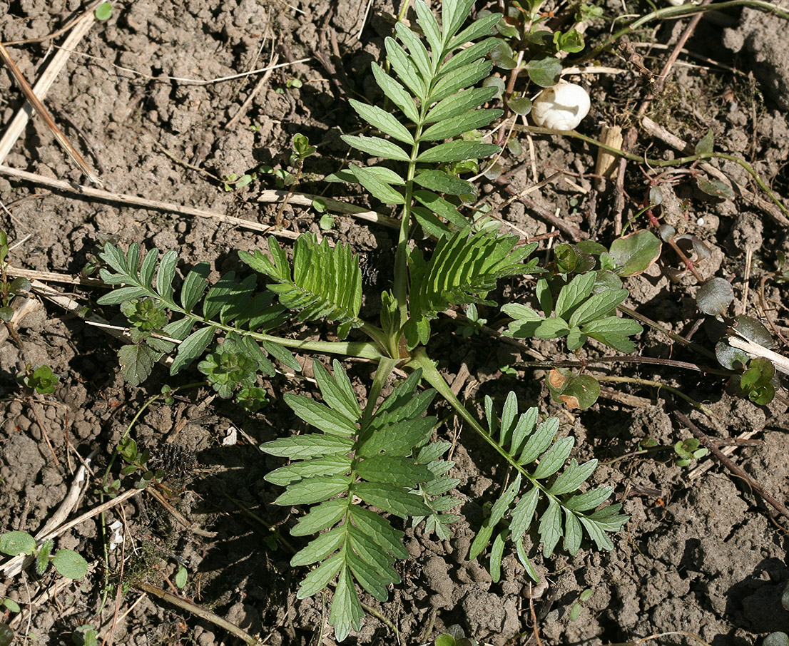 Изображение особи Valeriana officinalis.