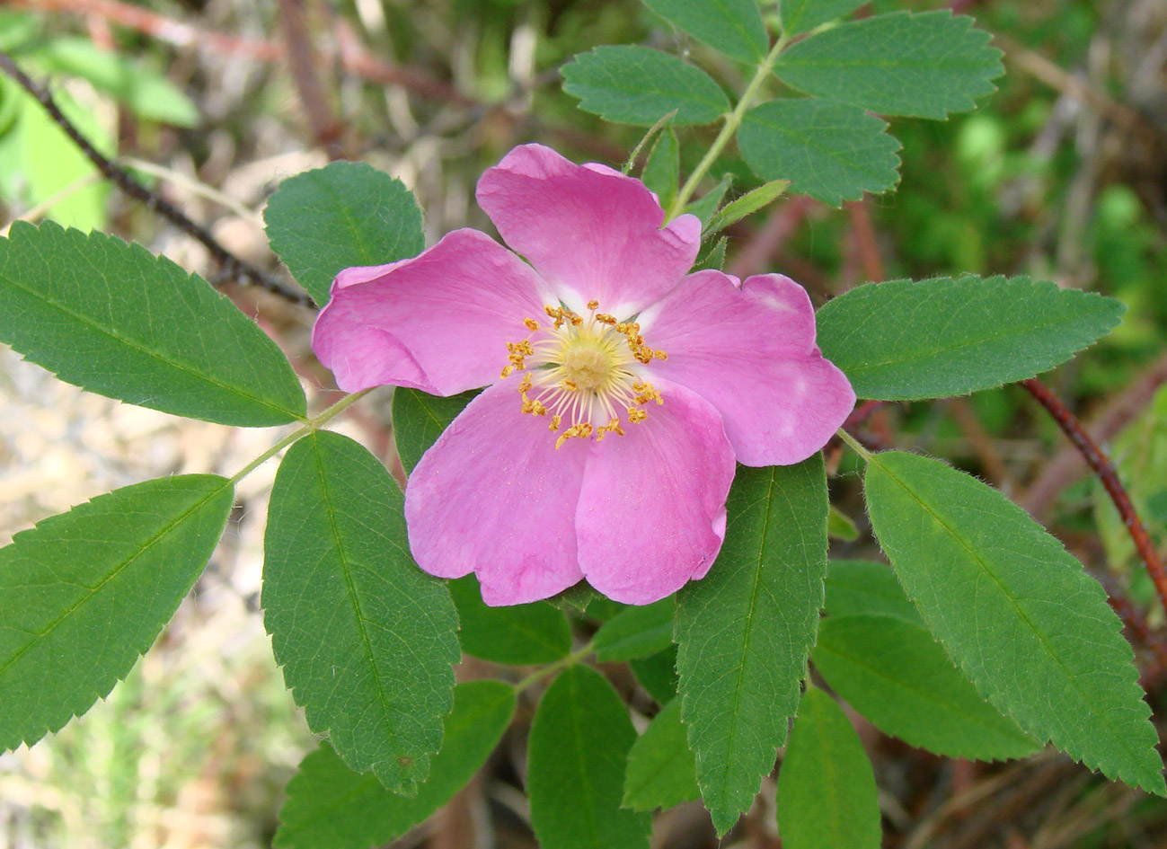 Изображение особи Rosa acicularis.