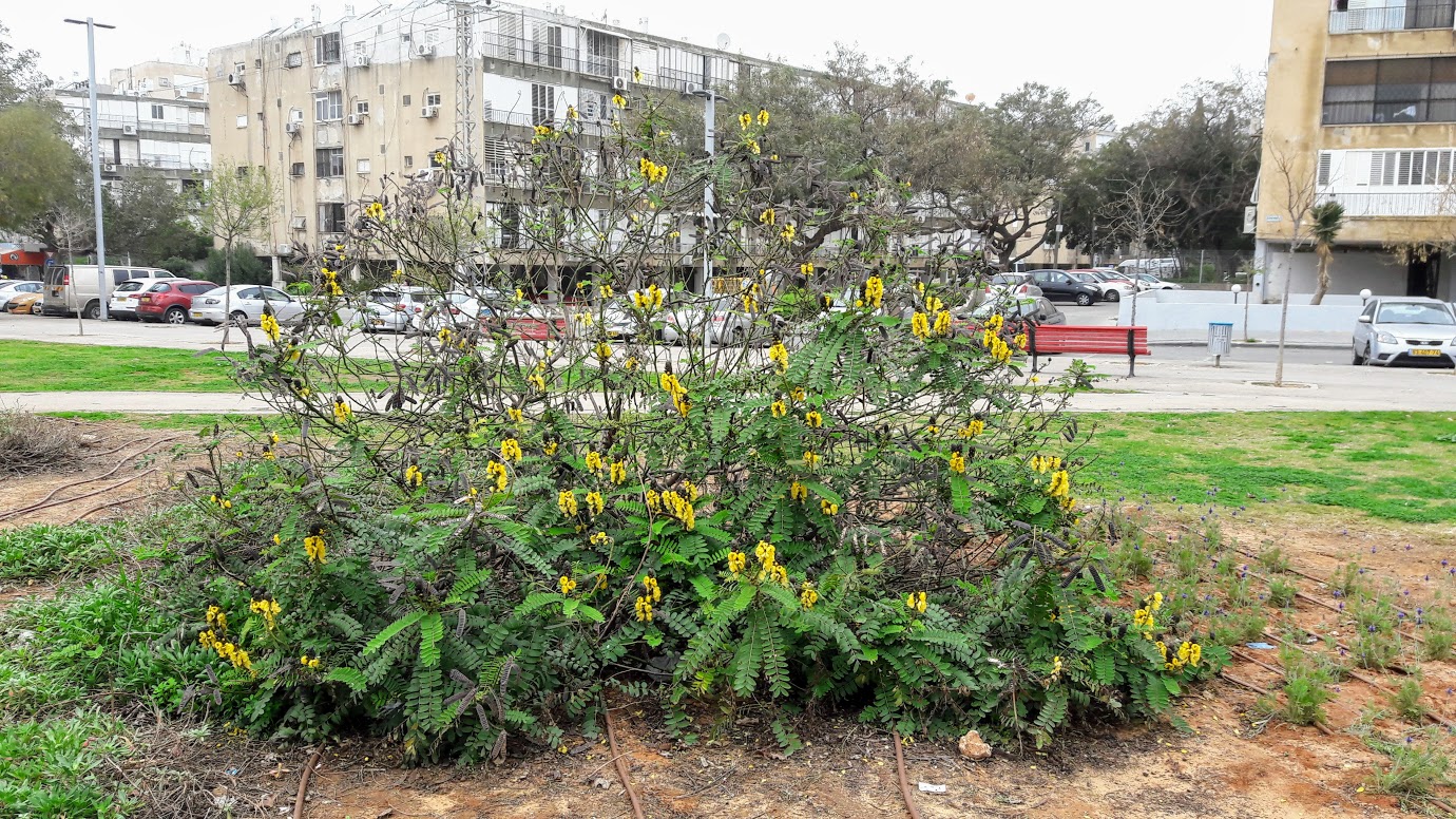 Image of Senna didymobotrya specimen.