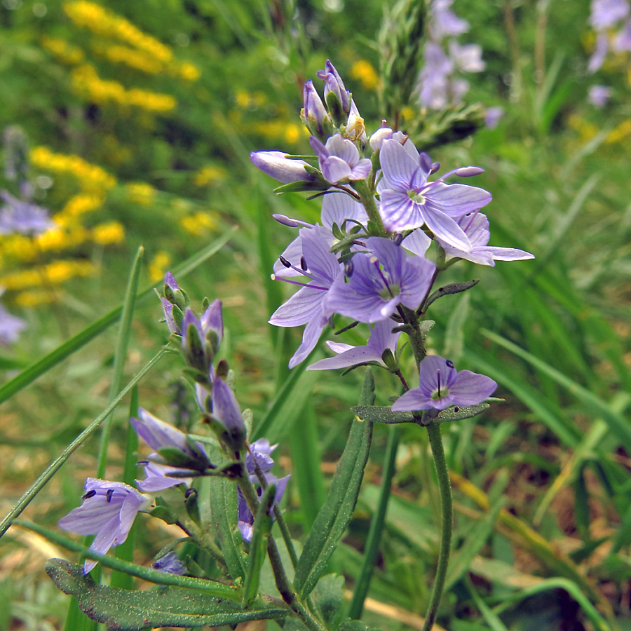 Изображение особи Veronica prostrata.