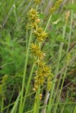 Carex polyphylla